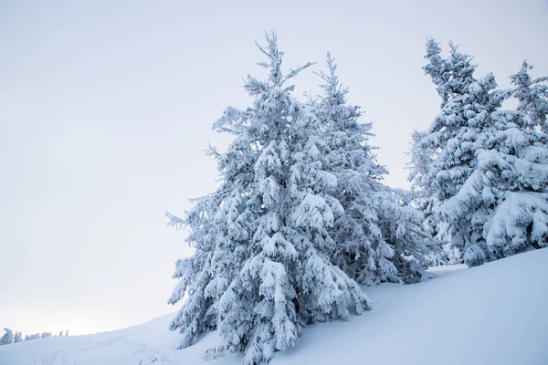 Niesamowity Zimowy Krajobraz Śnieżnymi Jodłami Górach — Zdjęcie stockowe