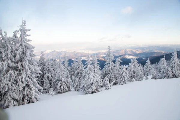 Fantastiskt Vinterlandskap Med Snöiga Granar Fjällen — Stockfoto