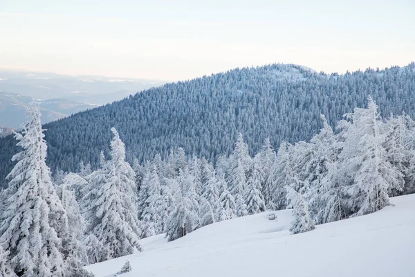 Дивовижний Зимовий Пейзаж Засніженими Ялиновими Деревами Горах — стокове фото