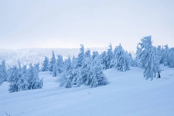 美丽的冬季风景 山上长满了白雪的冷杉 — 图库照片