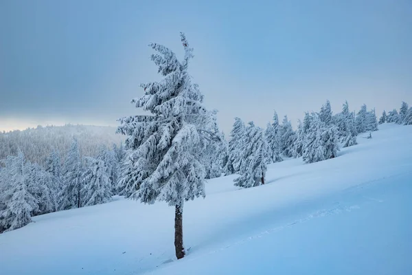 Paysage Hivernal Incroyable Avec Des Sapins Neigeux Dans Les Montagnes — Photo