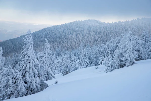 美丽的冬季风景 山上长满了白雪的冷杉 — 图库照片
