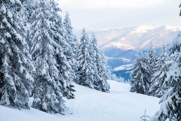 Fantastiskt Vinterlandskap Med Snöiga Granar Fjällen — Stockfoto
