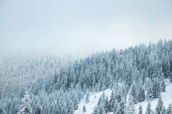 Csodálatos Téli Táj Havas Fenyőfák Hegyekben — Stock Fotó