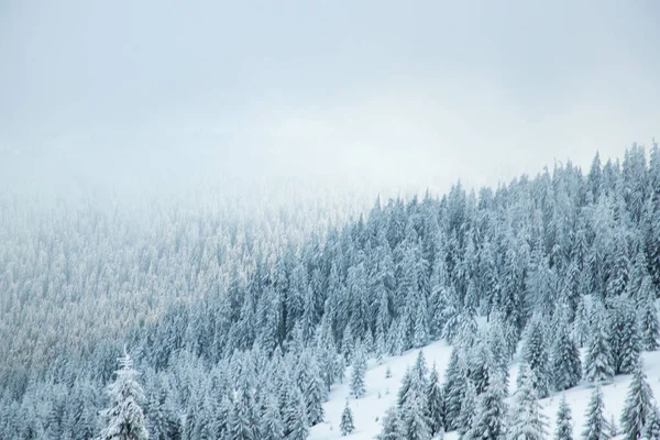 Incredibile Paesaggio Invernale Con Abeti Innevati Montagna — Foto Stock