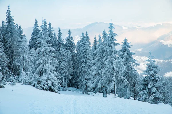 Increíble Paisaje Invierno Con Abetos Nevados Las Montañas —  Fotos de Stock