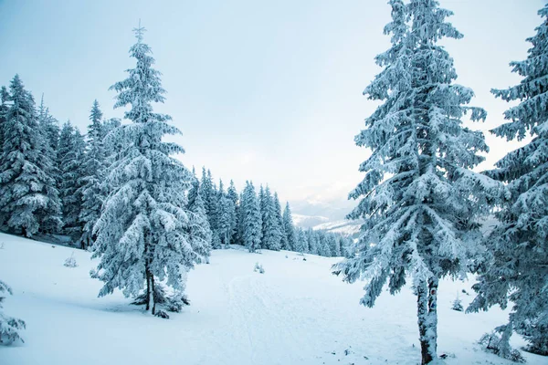 Καταπληκτικό Χειμερινό Τοπίο Χιονισμένα Έλατα Στα Βουνά — Φωτογραφία Αρχείου