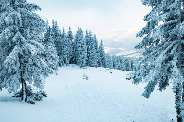 Дивовижний Зимовий Пейзаж Засніженими Ялиновими Деревами Горах — стокове фото