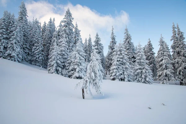 Amazing Winter Landscape Snowy Fir Trees Mountains Royalty Free Stock Photos