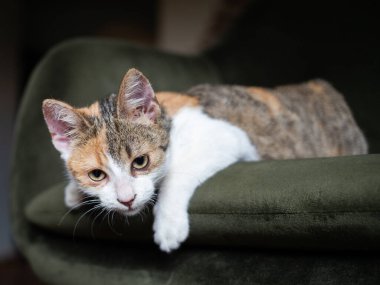 küçük, şirin bir kedi portresi