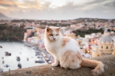 Güzel İtalyan adası, renkli marinası, dar sokakları ve pek çok plajı ile ünlüdür.