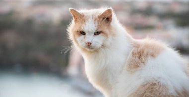 Güzel İtalyan adası, renkli marinası, dar sokakları ve pek çok plajı ile ünlüdür.