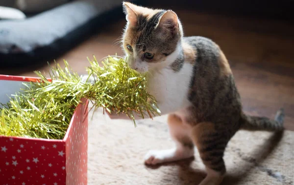 Carino Piccolo Gatto Giocare Con Ghirlanda Natale — Foto Stock