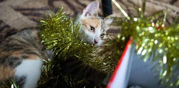 Niedliche Kleine Katze Spielt Mit Weihnachtsgirlanden — Stockfoto