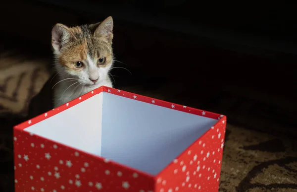 Niedliche Kleine Katze Und Rote Geschenkbox — Stockfoto