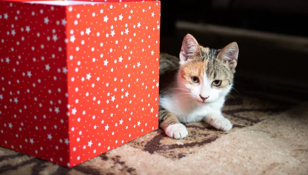Cute Little Cat Red Gift Box — Stock Photo, Image