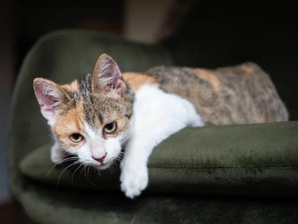 Portrait Cute Little Cat — Stock Photo, Image