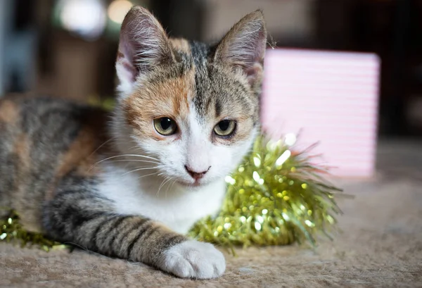 かわいい猫がクリスマスガーランドで遊ぶ — ストック写真