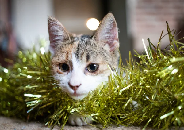 Niedliche Kleine Katze Spielt Mit Weihnachtsgirlanden — Stockfoto