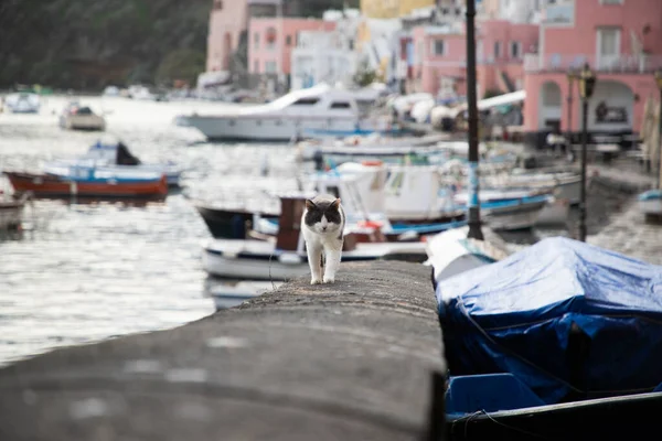 Krásný Italský Ostrov Procida Známý Pro Své Barevné Marina Úzké — Stock fotografie