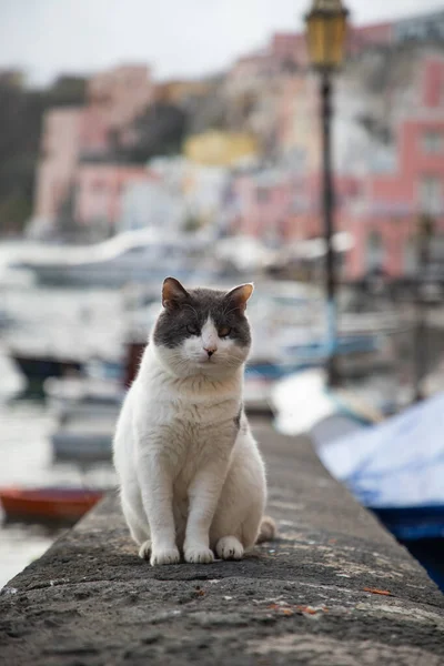 stock image beautiful italian island procida famous for its colorful marina, tiny narrow streets and many beaches