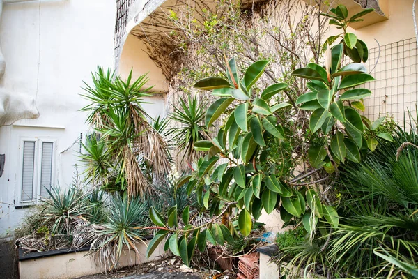 Tropické Rostliny Rostoucí Opuštěné Budově — Stock fotografie