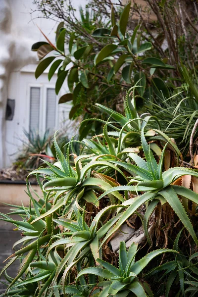 Tropiska Växter Som Växer Övergiven Byggnad — Stockfoto
