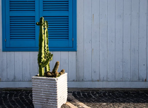 Kaktuszok Fehér Ház Kék Ablakok — Stock Fotó