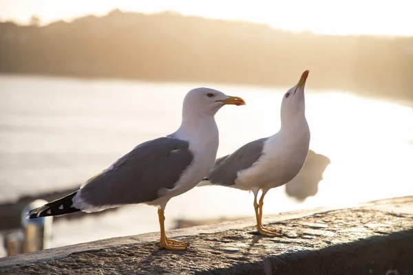 Seagulls Colorful Town — Stock Photo, Image
