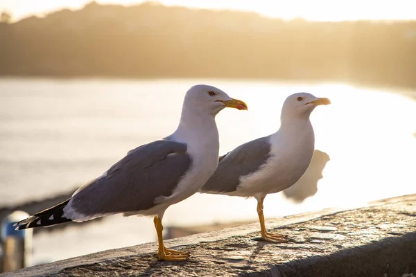 Seagulls Colorful Town — Stock Photo, Image