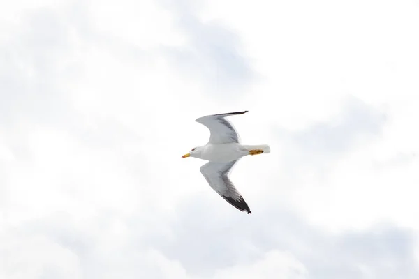 Gaviota Volando Sobre Mar — Foto de Stock