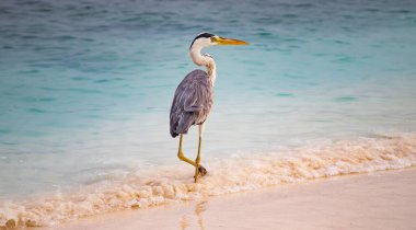 Deniz kenarındaki büyük mavi balıkçıl.