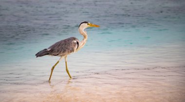 Deniz kenarındaki büyük mavi balıkçıl.