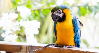 Güzel Mavi-Sarı Macaw yağmur ormanlarında