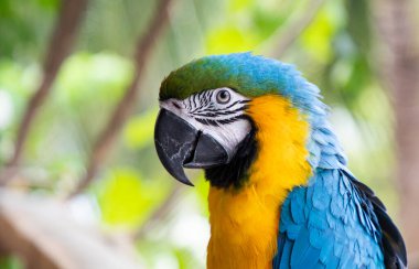 Güzel Mavi-Sarı Macaw yağmur ormanlarında