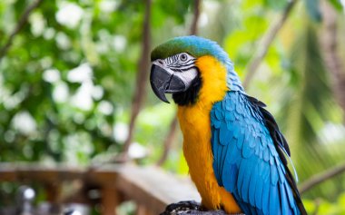 Güzel Mavi-Sarı Macaw yağmur ormanlarında