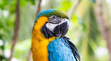 beautiful Blue-and-Yellow Macaw in rainforest clipart