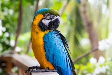 Güzel Mavi-Sarı Macaw yağmur ormanlarında
