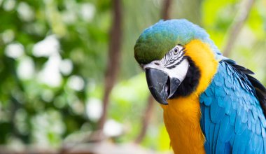 Güzel Mavi-Sarı Macaw yağmur ormanlarında