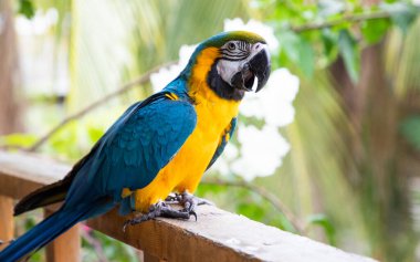 Güzel Mavi-Sarı Macaw yağmur ormanlarında