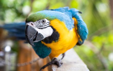Güzel Mavi-Sarı Macaw yağmur ormanlarında