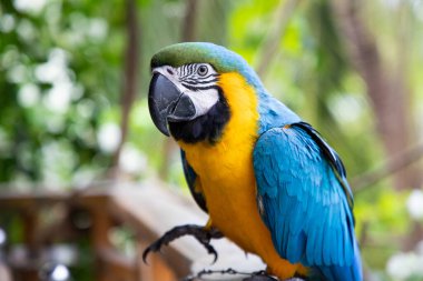 Güzel Mavi-Sarı Macaw yağmur ormanlarında