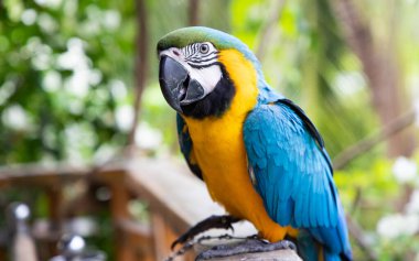 Güzel Mavi-Sarı Macaw yağmur ormanlarında