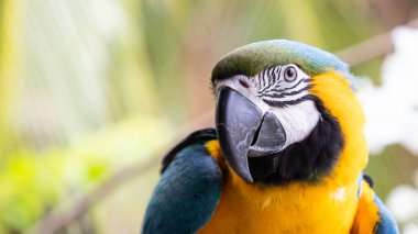 Güzel Mavi-Sarı Macaw yağmur ormanlarında