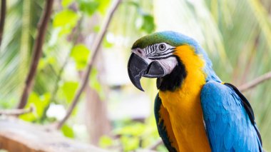 Güzel Mavi-Sarı Macaw yağmur ormanlarında