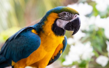 Güzel Mavi-Sarı Macaw yağmur ormanlarında