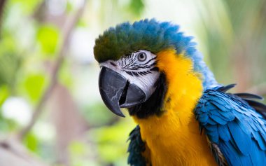 Güzel Mavi-Sarı Macaw yağmur ormanlarında