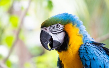 Güzel Mavi-Sarı Macaw yağmur ormanlarında