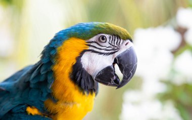 Güzel Mavi-Sarı Macaw yağmur ormanlarında