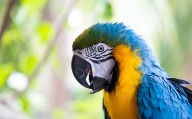 Güzel Mavi-Sarı Macaw yağmur ormanlarında